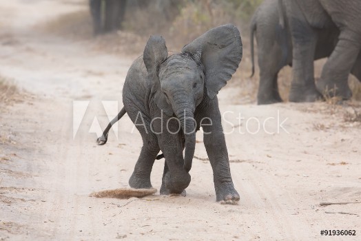 Picture of Young elephant play on a road and family feed nearby